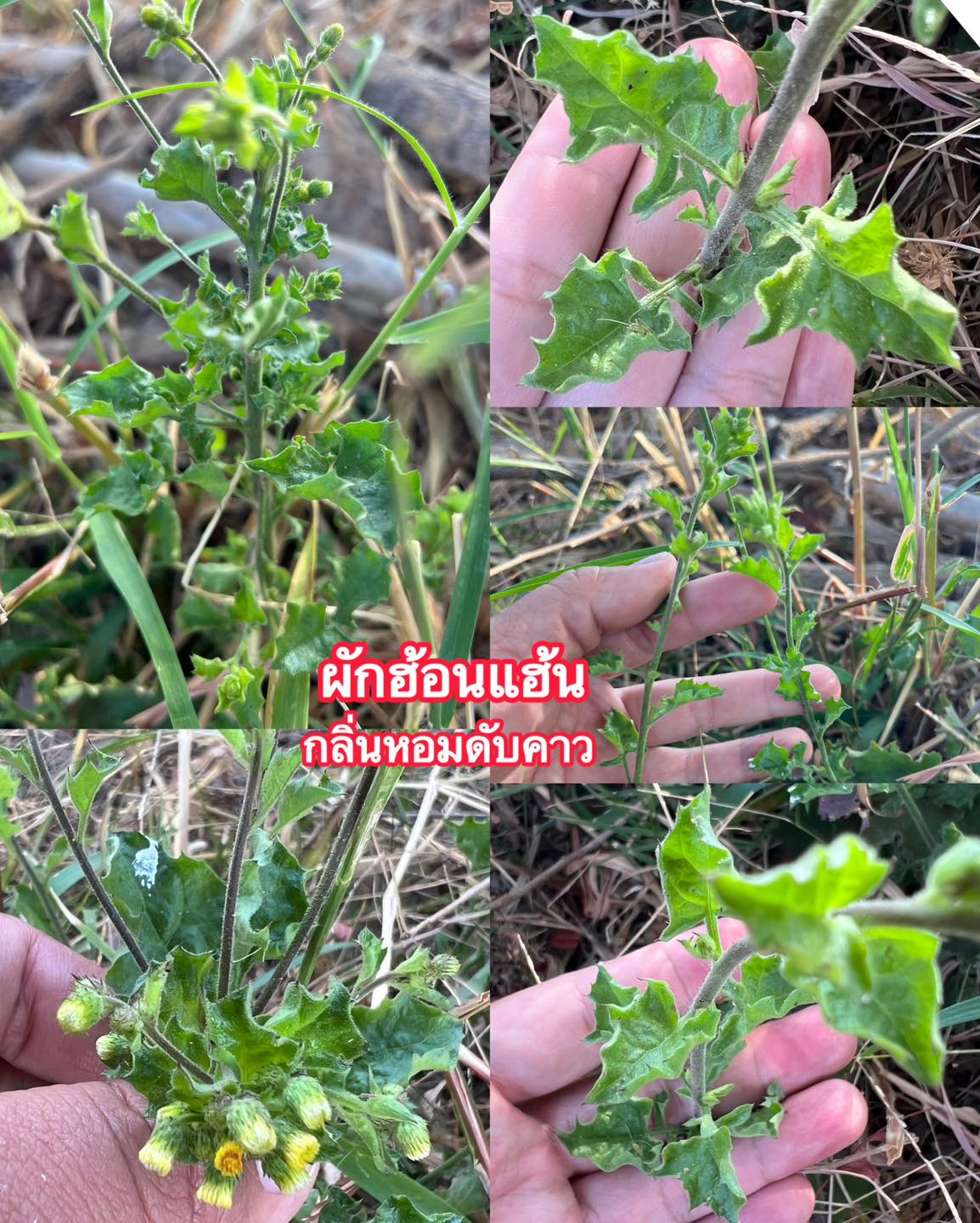 ผักกลิ่นหอมกลางทุ่งนา... - เห็ดป่า บูรณาการความรู้ | Facebook