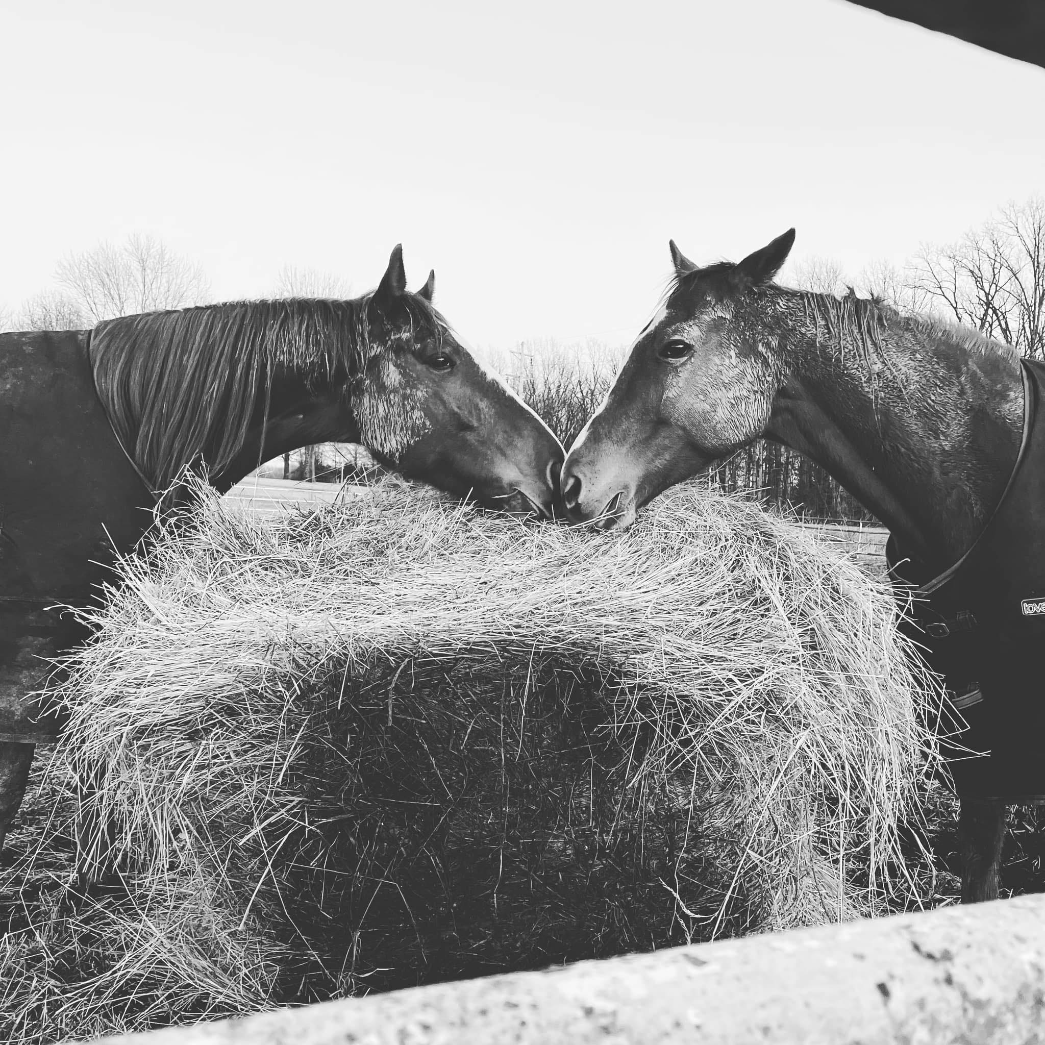 Illinois... - Illinois Barrel Racing Association - ILBRA