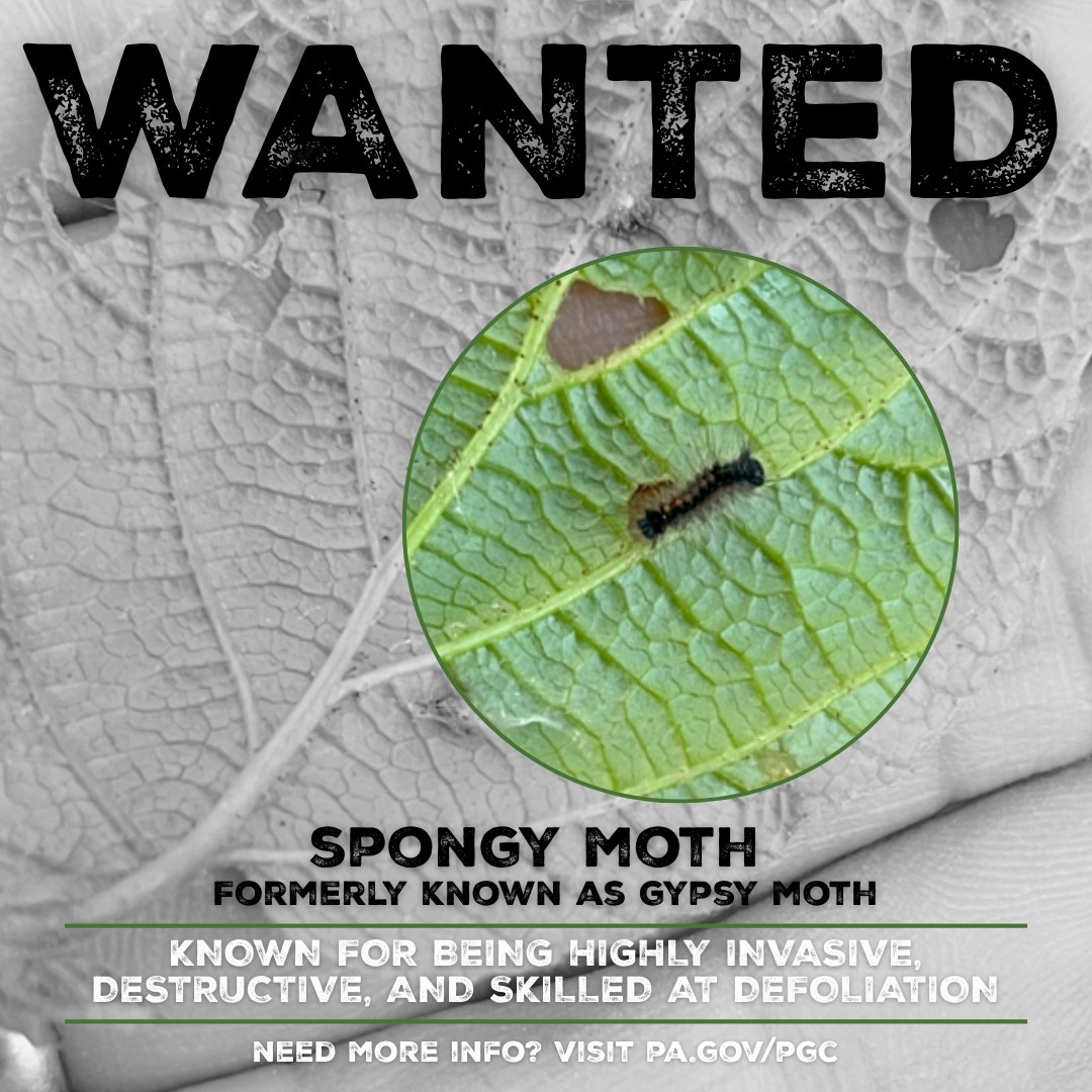 Pennsylvania - Be on the lookout! The suspect known as spongy moth ...