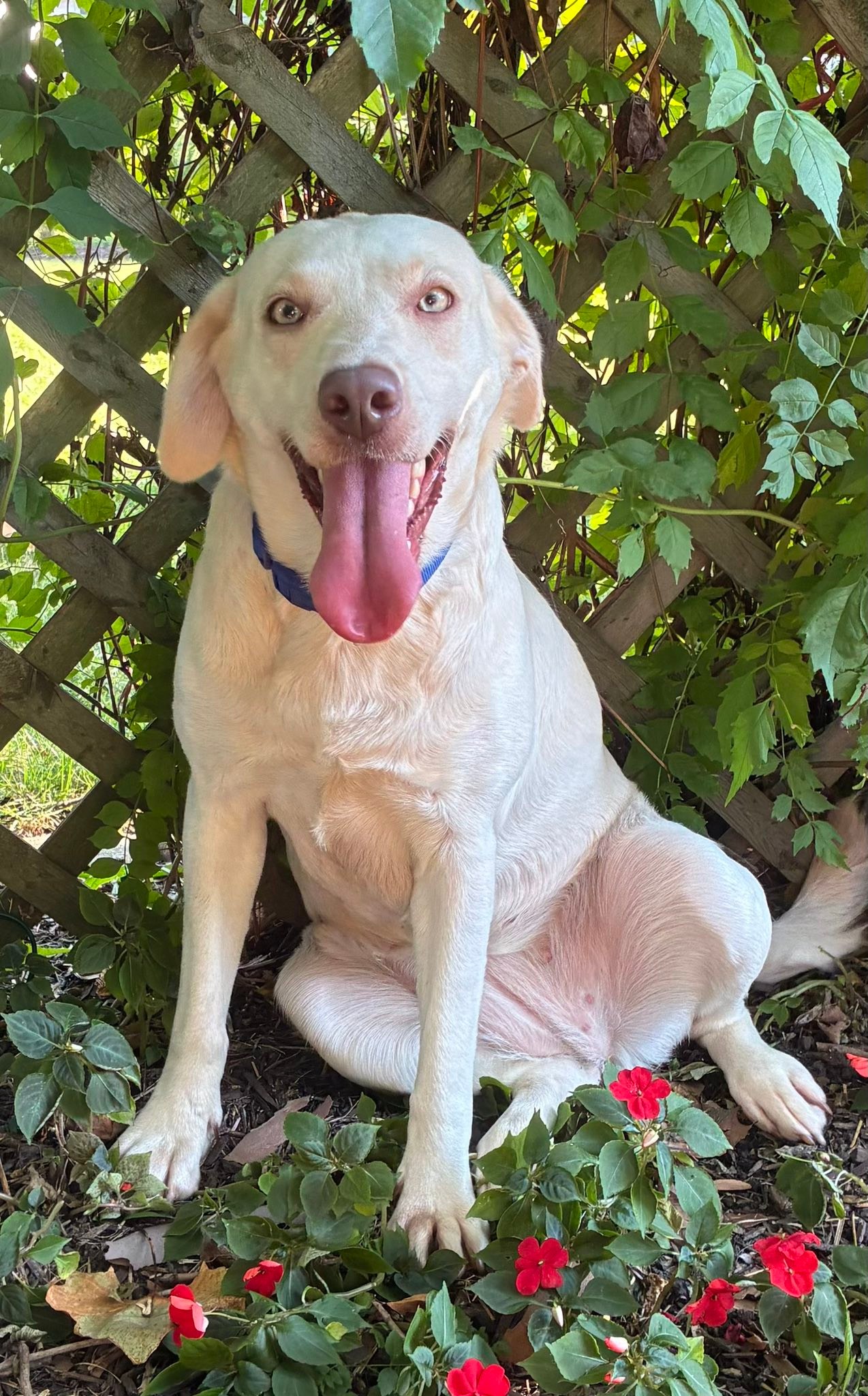 Meet Pearl, a vibrant 4-1/2 yr... - Chicagoland Lab Rescue | Facebook