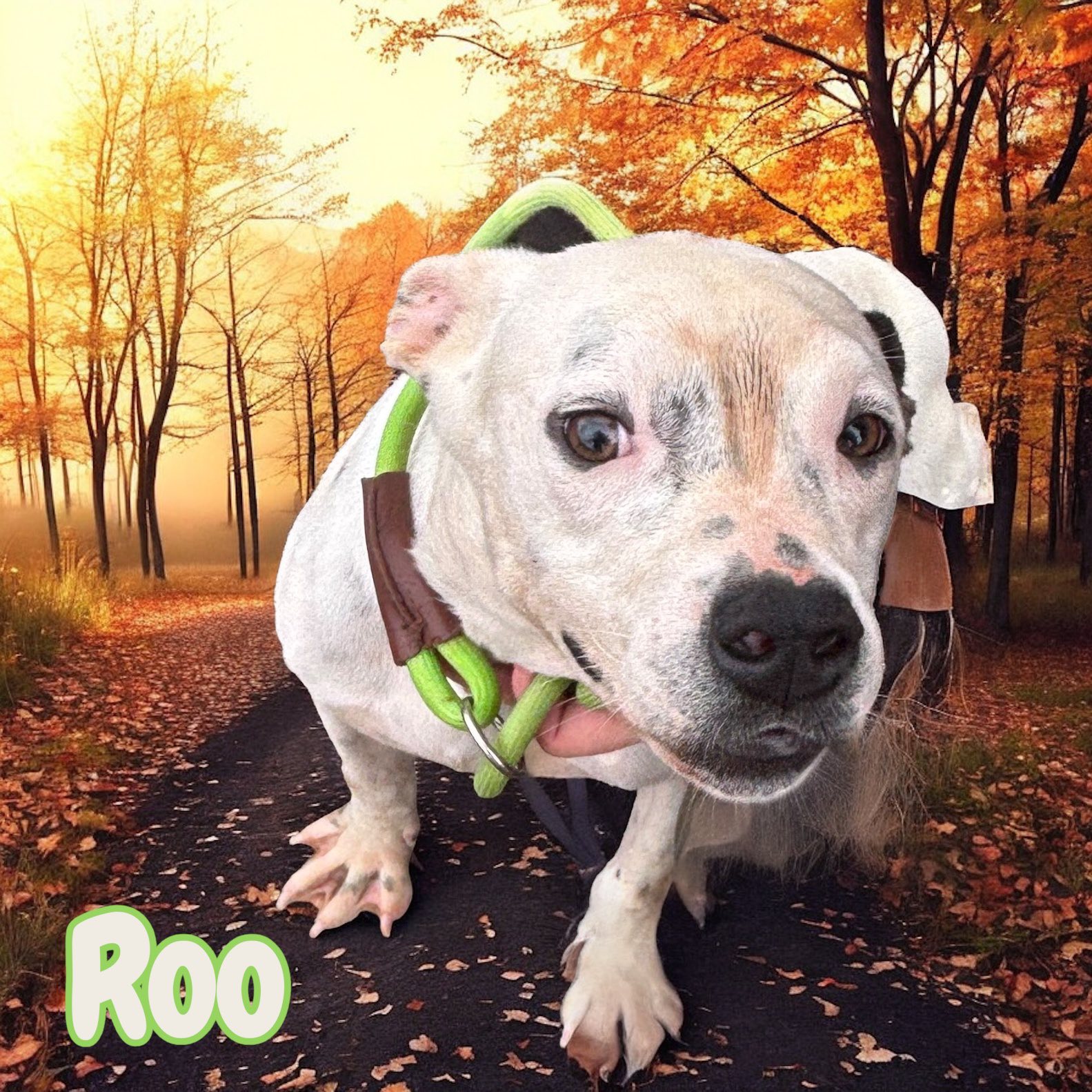 Friends - 🐾 **Meet Roo: Your Future Snuggle Buddy!** 🐾 Roo is an ...