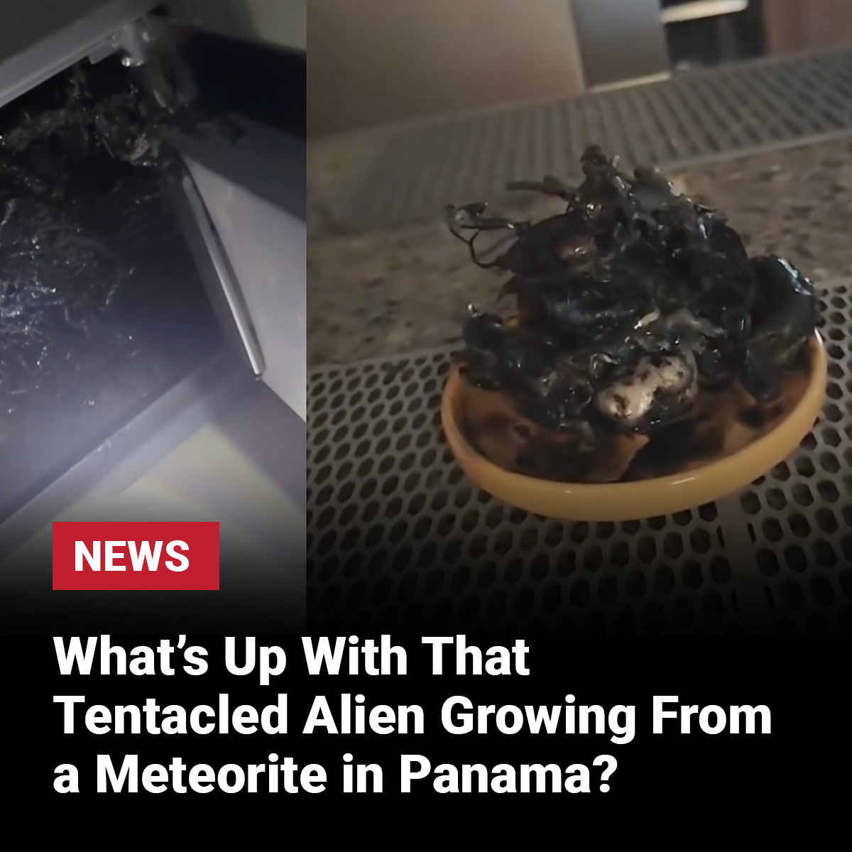 Rare - It all started when a man from Panama named Kin posted footage ...