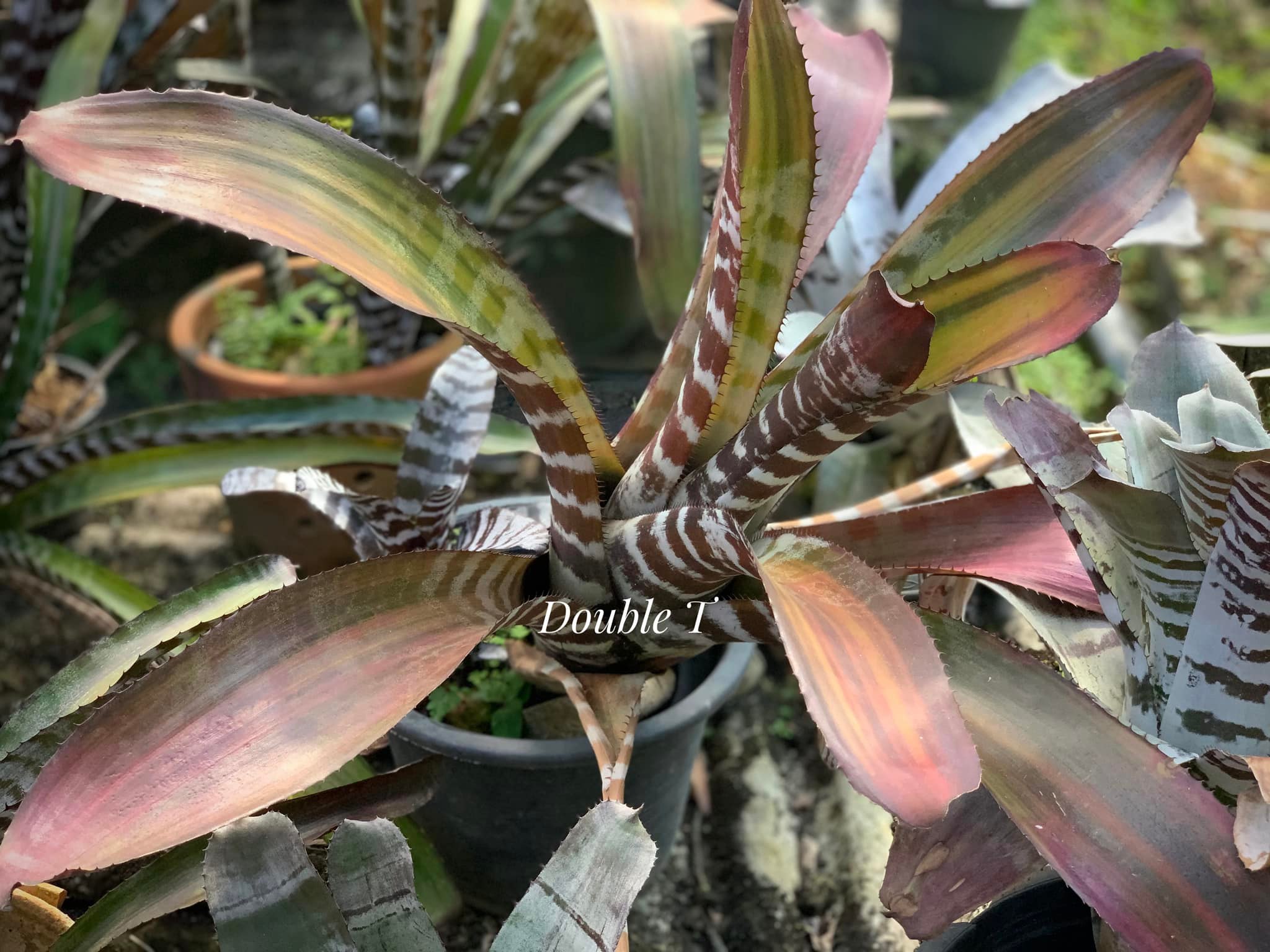 aechmea #chantinii RED SELECT X BLACK EBONY