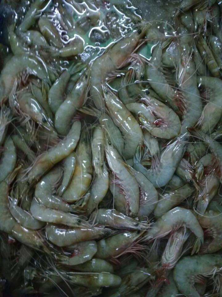 JMA Fishing | Chennai