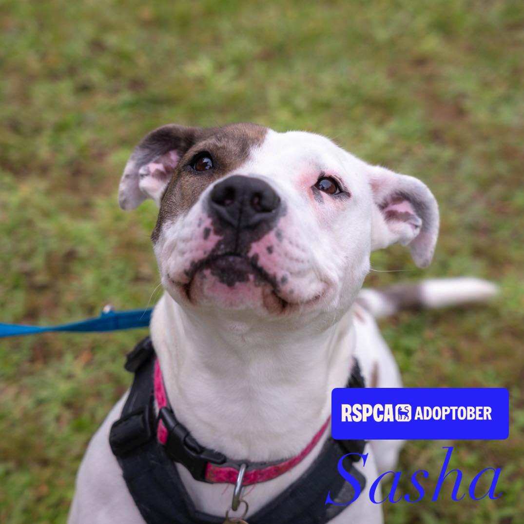 RSPCA - Meet Sasha this #adoptober ⭐️ Age 3 🏡 Must be the only pet 💙 ...