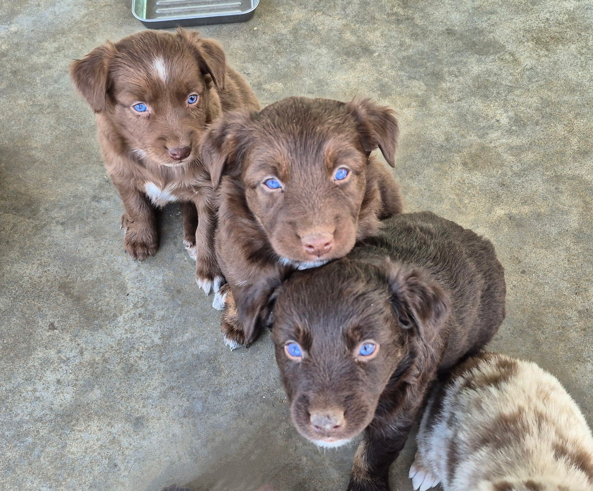 Iron Side Ranch Australian Shepherds | Marana AZ