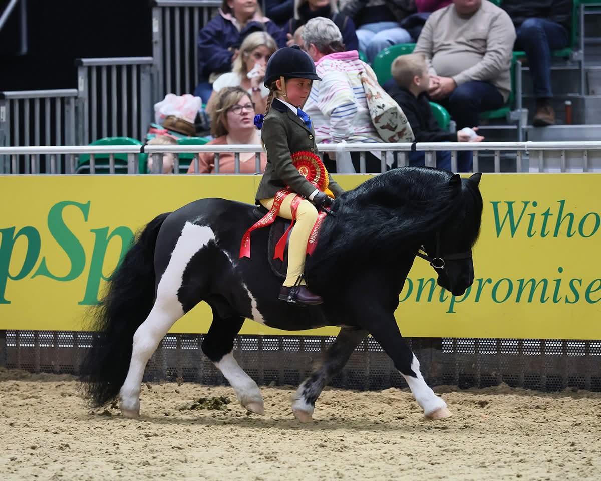 Shetland - 🎉🎉We extend more congratulations to those ponies in the ring ...