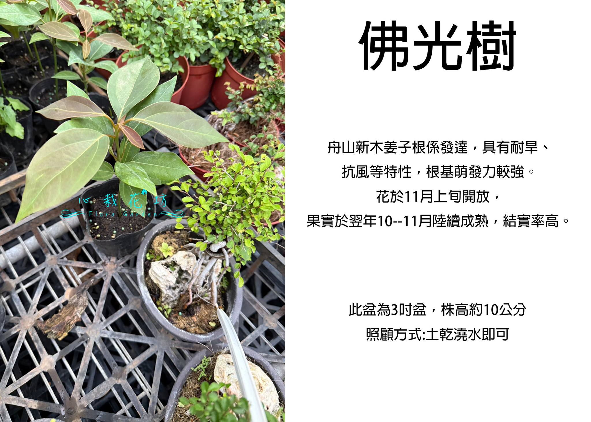心栽花坊Flora - 心栽花坊-佛光樹/舟山新木姜子/3吋/綠化植物/綠籬植物/ | Facebook