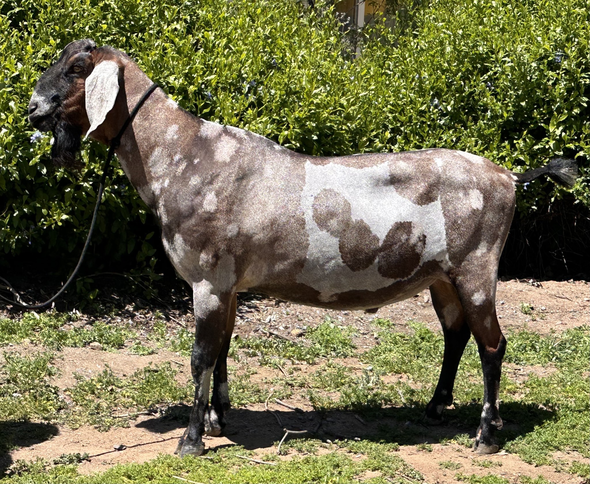 Misty Mountain Ranch | Poway CA