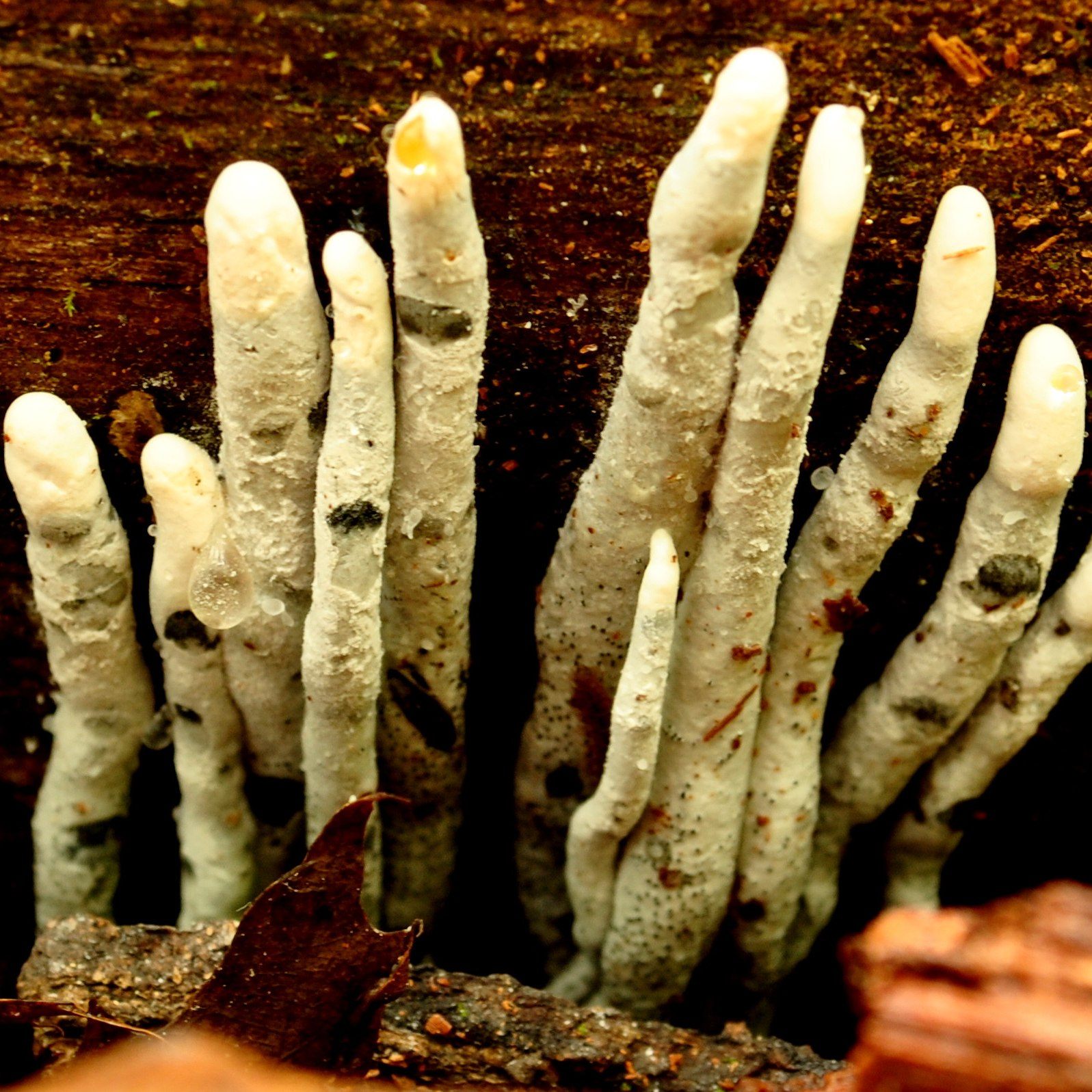 American Museum of Natural History - What’s one of the spookiest ...