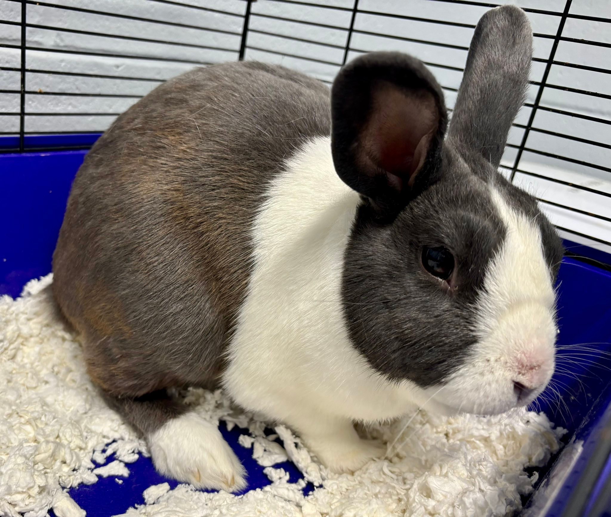 Kalamazoo County Animal Services & Enforcement | Kalamazoo MI