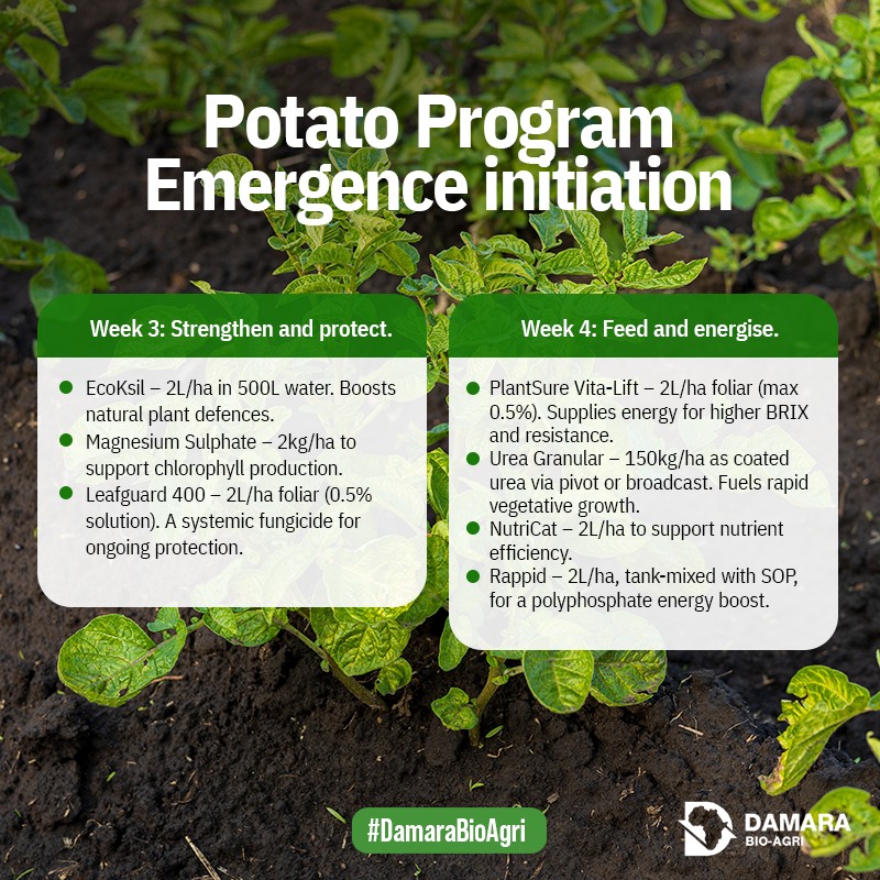 Damara - Your potato crop is in full growth mode — roots, leaves, and ...