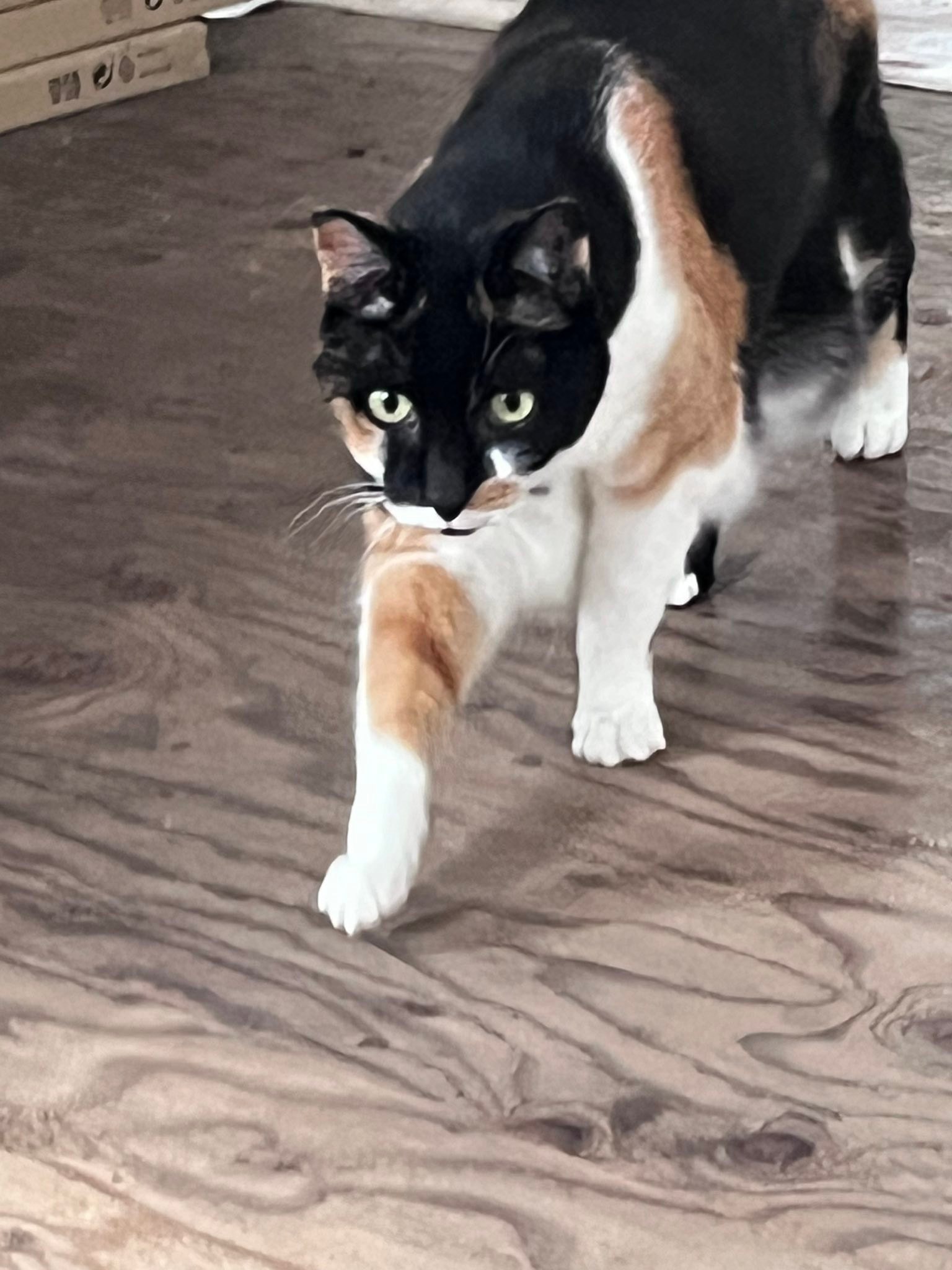 feline b12 injection site reaction Cat's positive response to Solensia and injections Tesamorelin 12mg + Ipamorelin Nervous System Health ML:30 ml