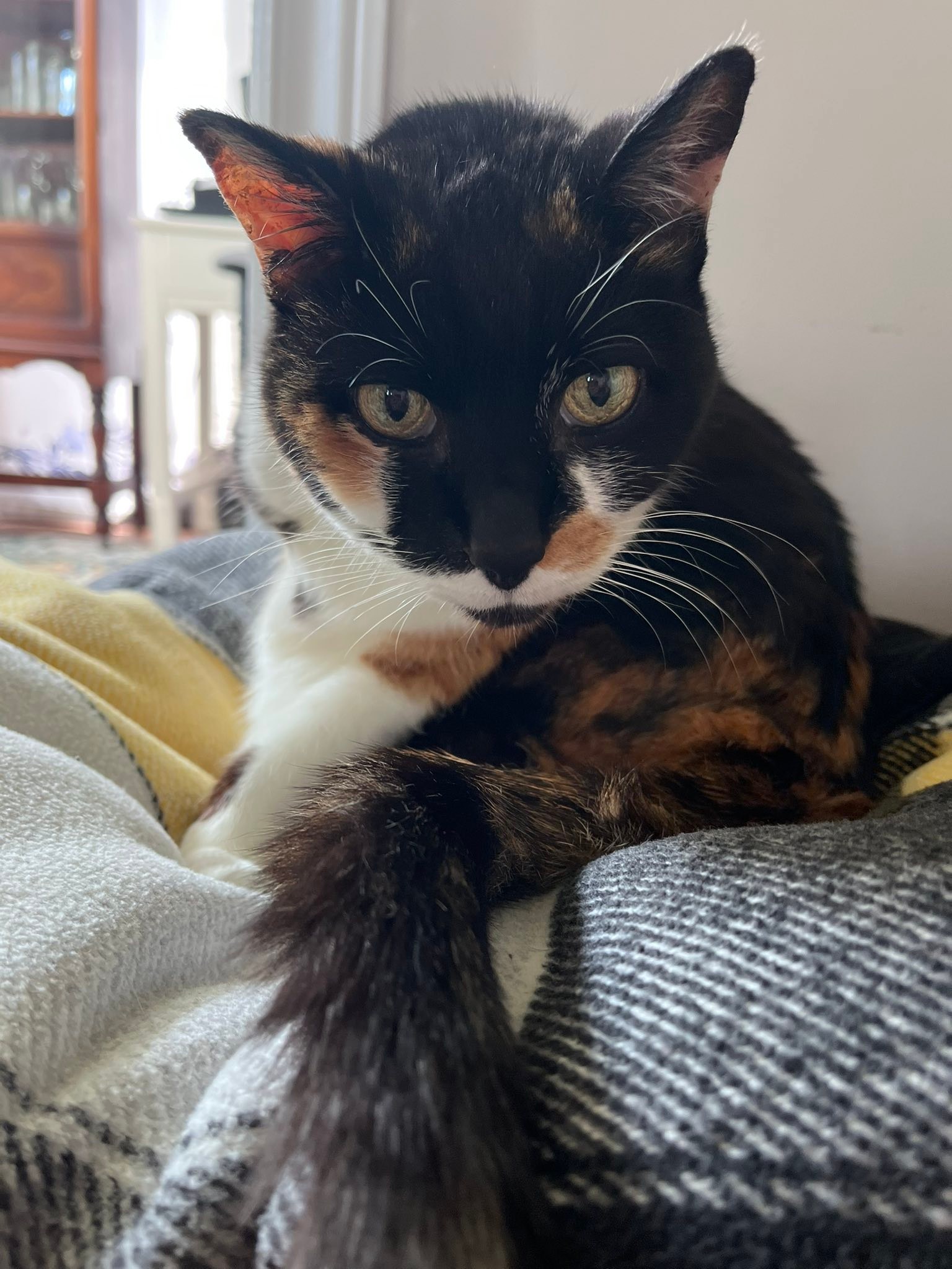 b12 injection side effects in cats Cat's positive response to Solensia and injections weight AOD-9604: Benefits, Dosage, and Weight:5mg