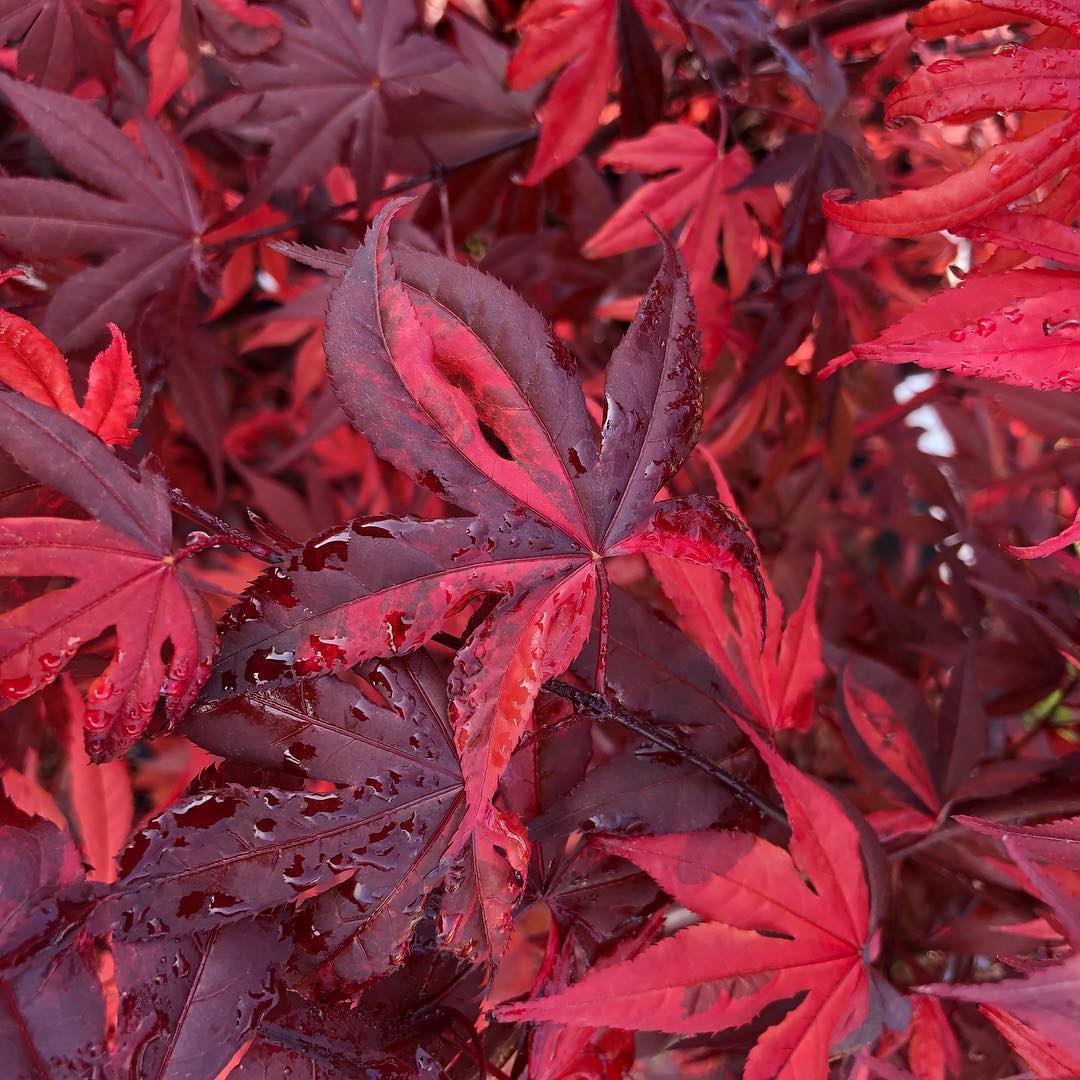 大洋グリーン - #もみじ人気品種#藤波錦 #もみじ春の芽吹き