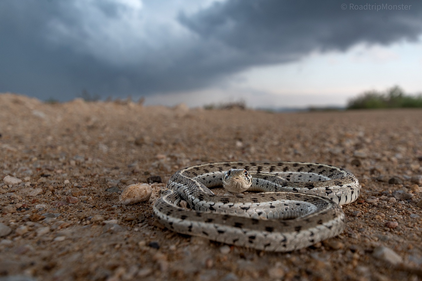 Roadtripmonster - Checkered Garter Snake from West TX seen while ...