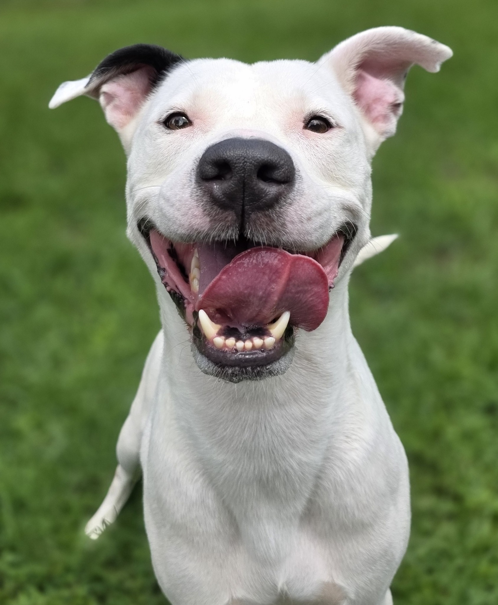 COC - AID: A301858 Cass Age: 2y Sex: NEUTERED male Weight: 56lb ...