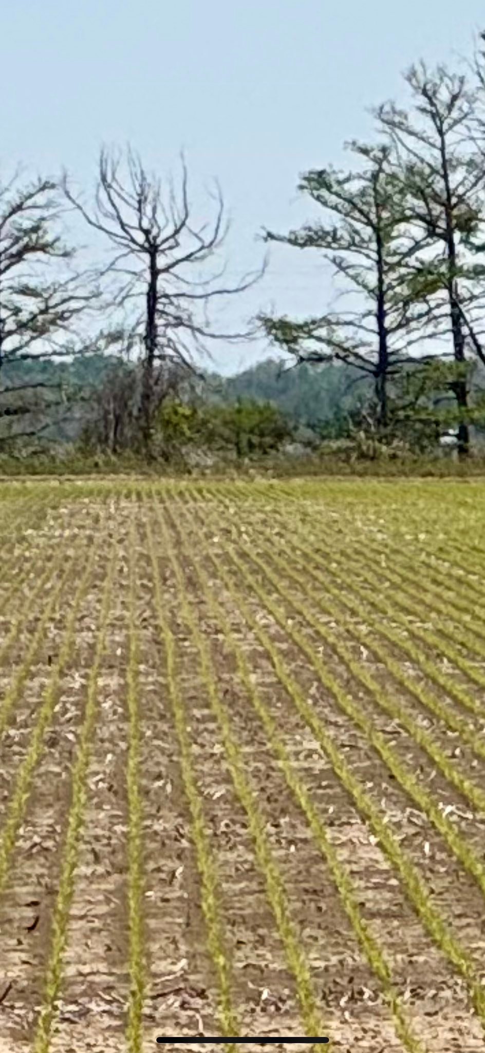 Delta Rice Promotions, INC. | Cleveland MS