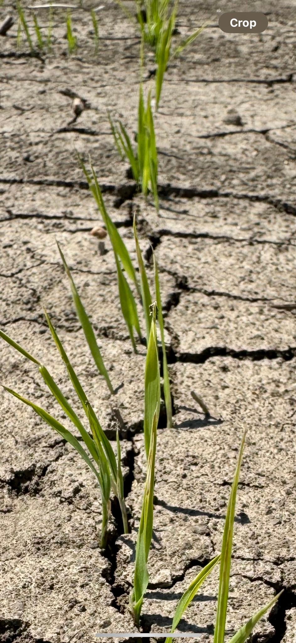 Delta Rice Promotions, INC. | Cleveland MS
