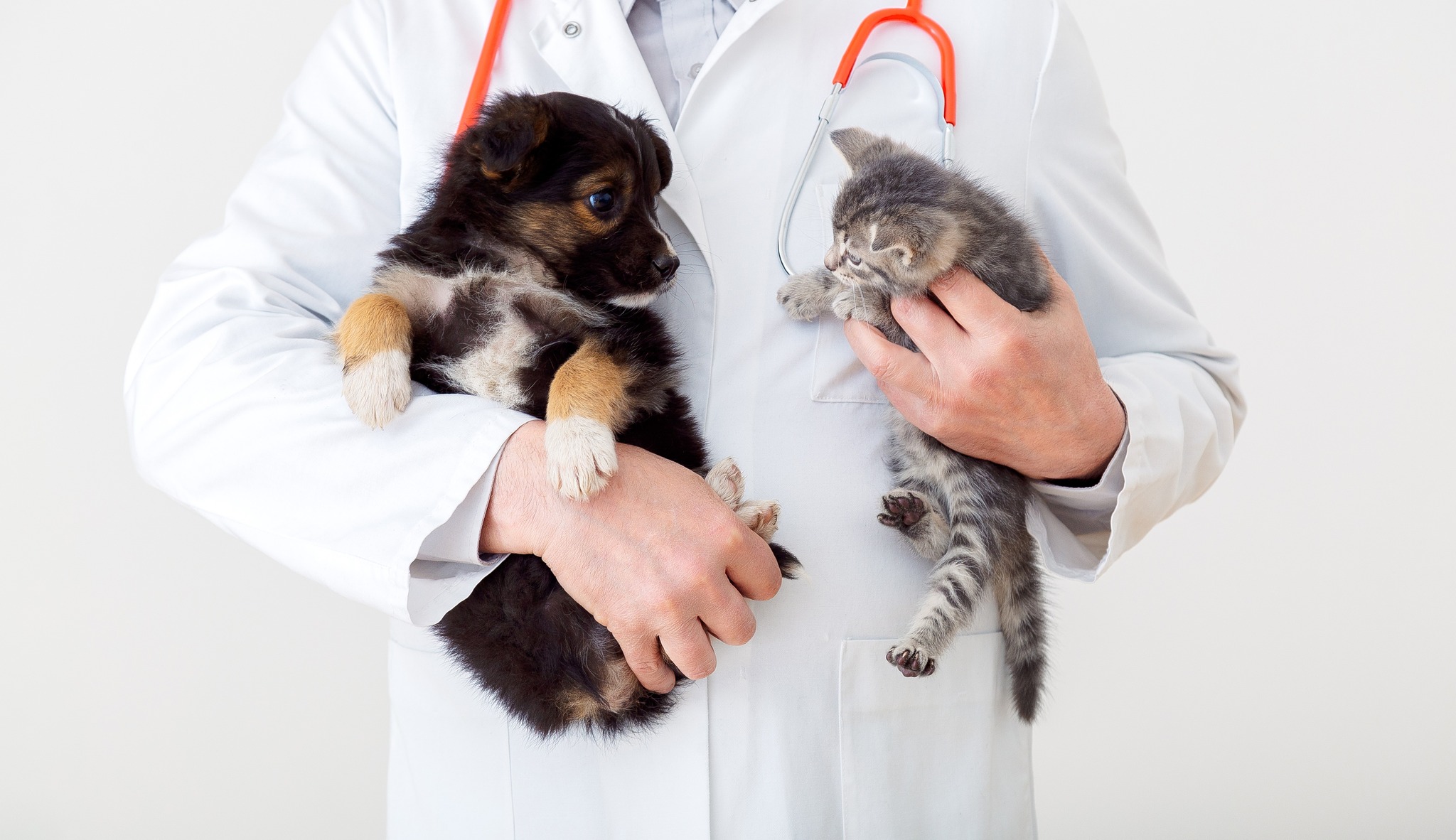 Banfield Pet Hospital | Spring TX