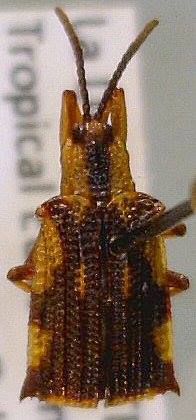 What species is this 42mm click beetle found in Northern Belize?