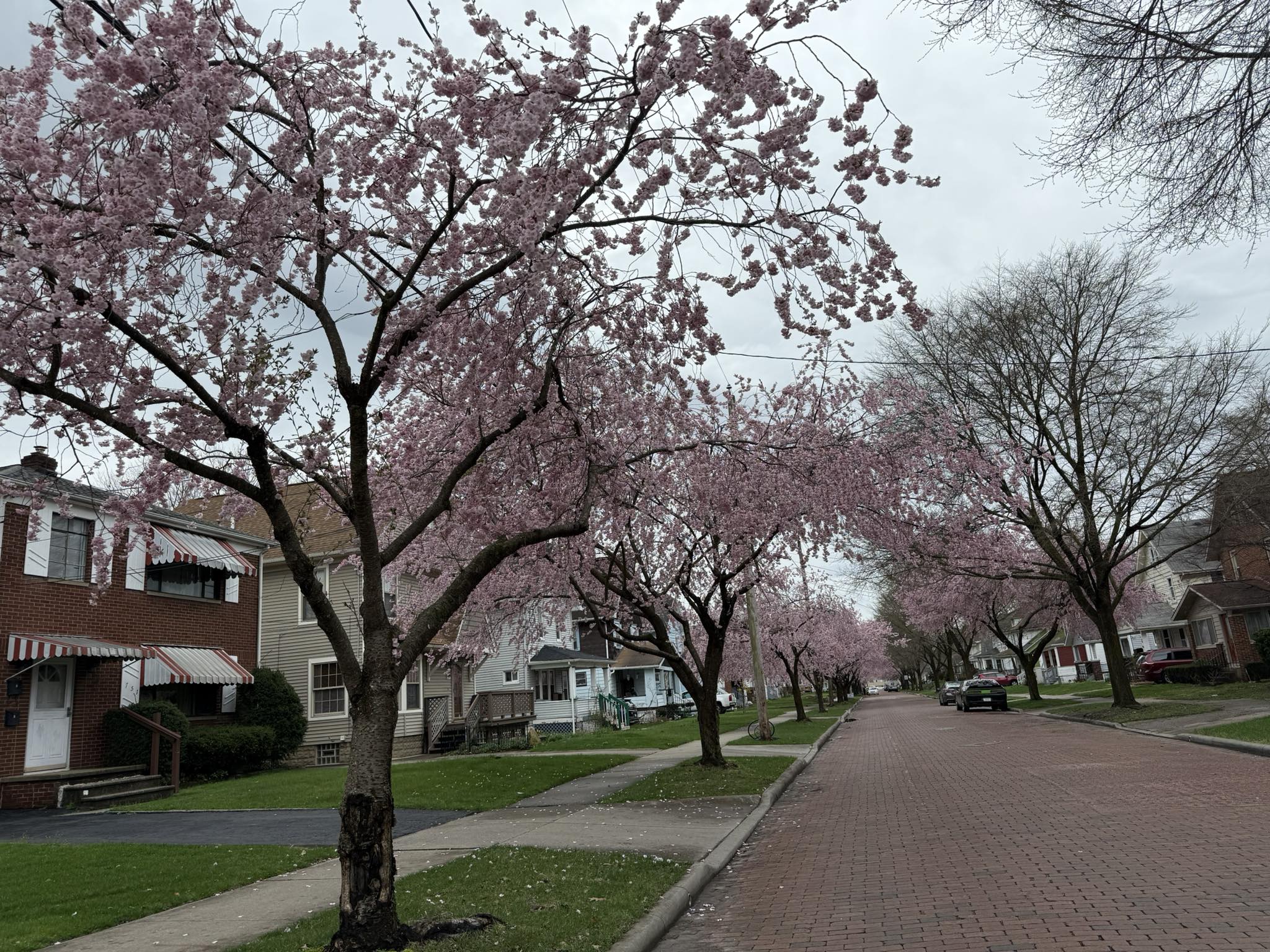 We spy some cherry blossoms at Lock 3! 👀🌸 The 2026 Downtown
