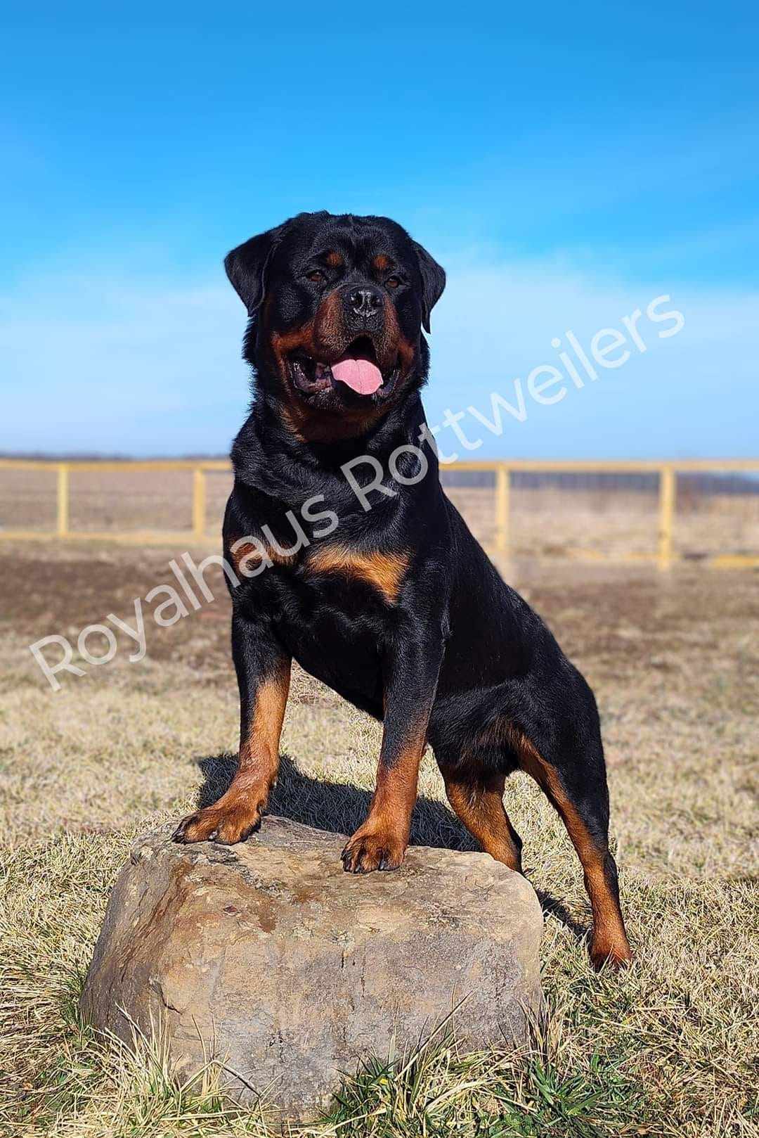 Royalhaus Rottweilers - Indiana | Evansville IN