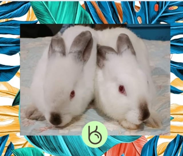 Rabbit Culture PH - F2 Cali White. JUNE 7, 2022 DOB. | Facebook