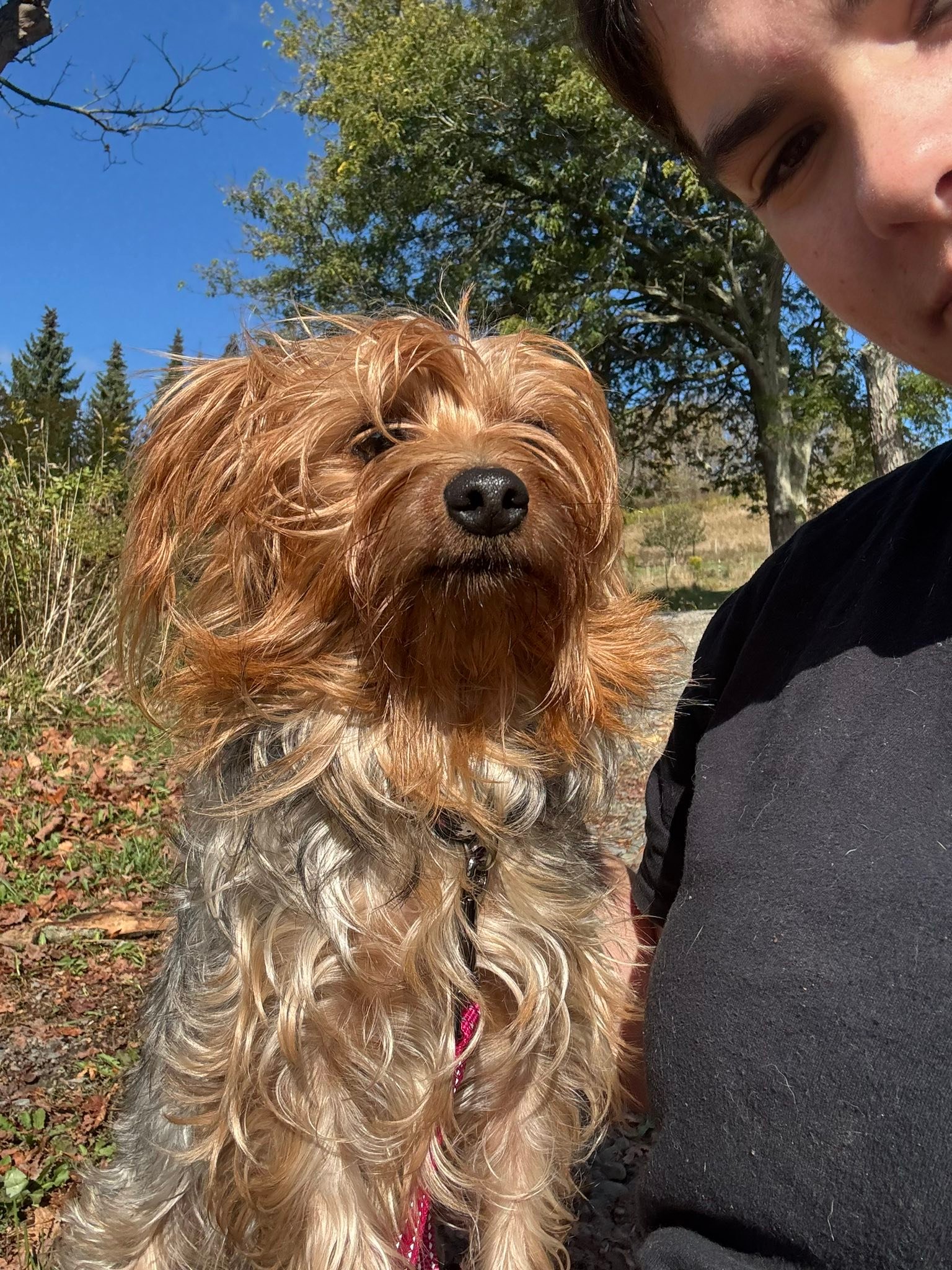 🌸 Meet Dutchess! 🌸 This... - Humane Center of Tioga County | Facebook