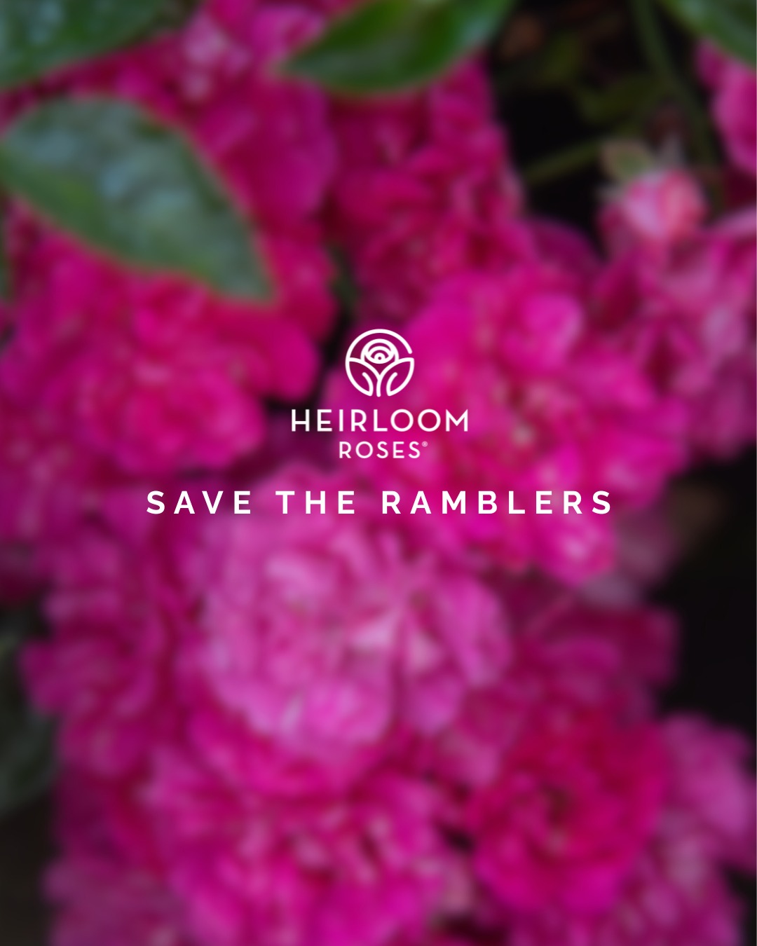 Heirloom Roses - 🌹 Help Save Rare Rambling Roses! Across... | Facebook