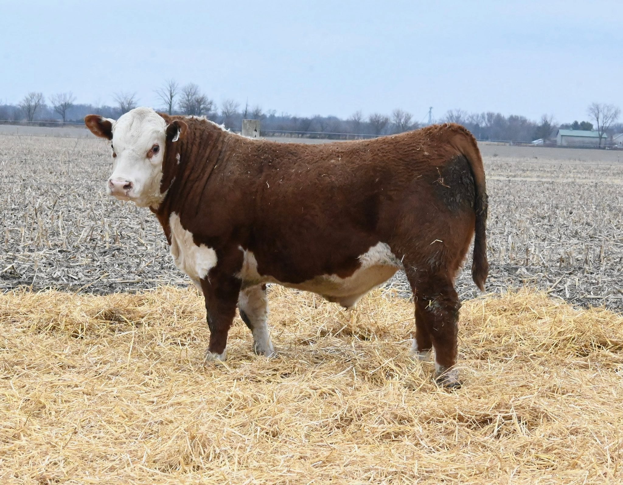 Coal Creek Land & Cattle | West Terre Haute IN