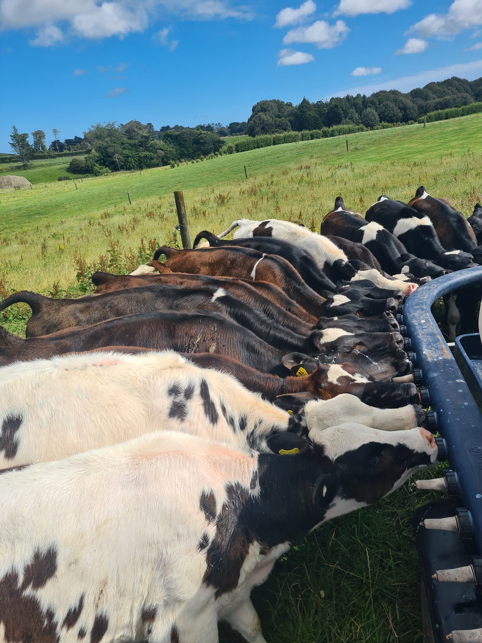 Stream Enterprise Limited | Hawera