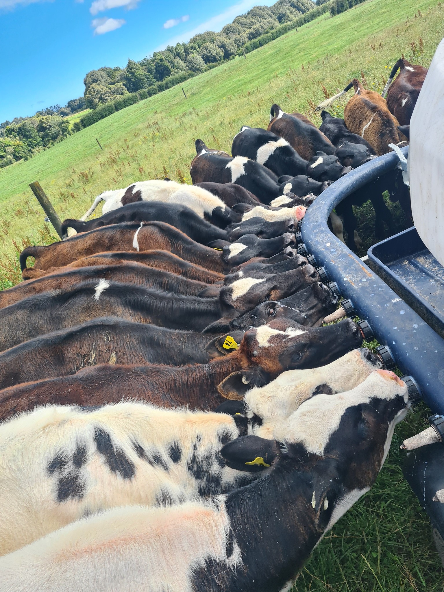Stream Enterprise Limited | Hawera