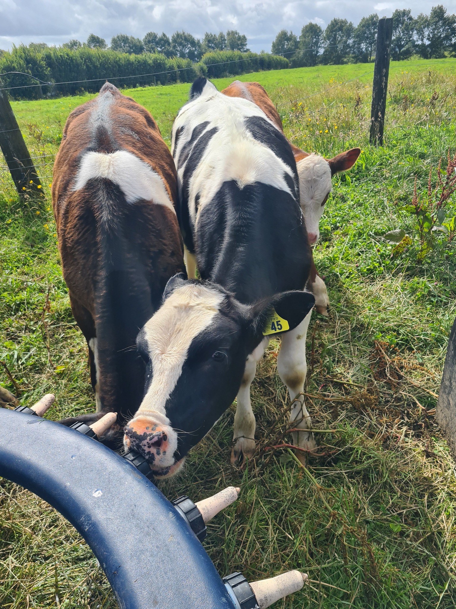 Stream Enterprise Limited | Hawera