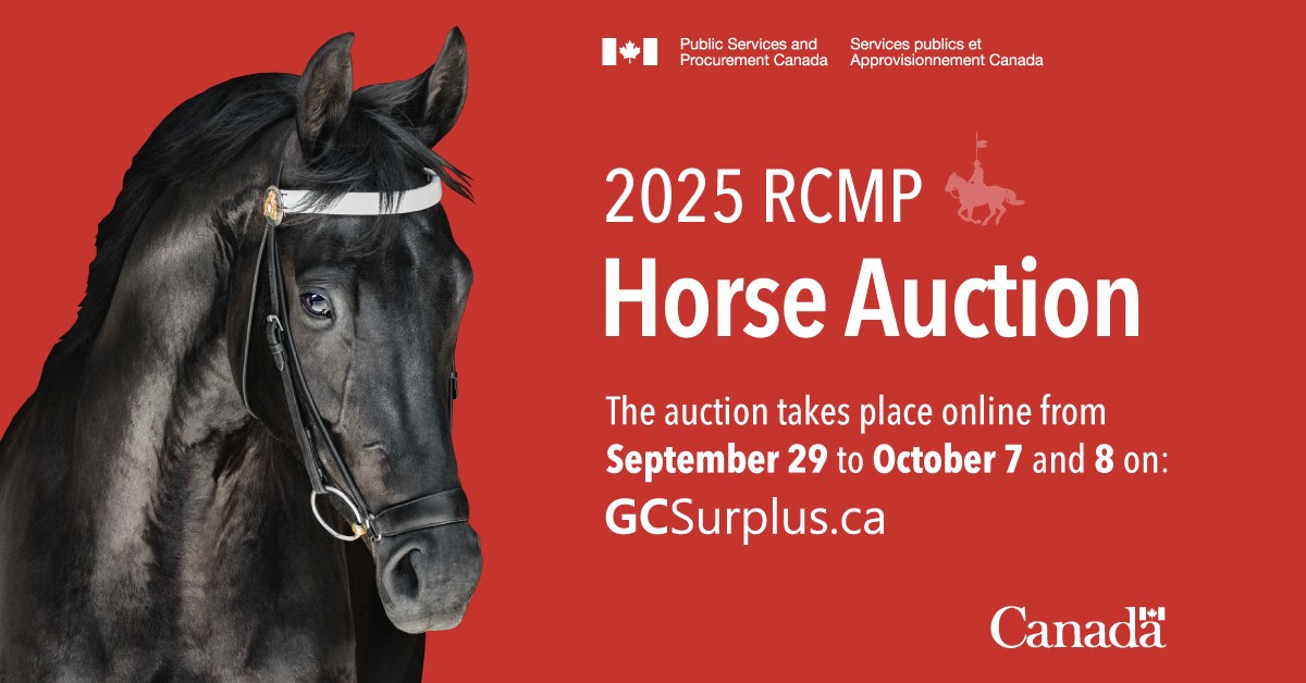 GCSurplus - Saddle up! Canada’s most iconic horses are heading to ...