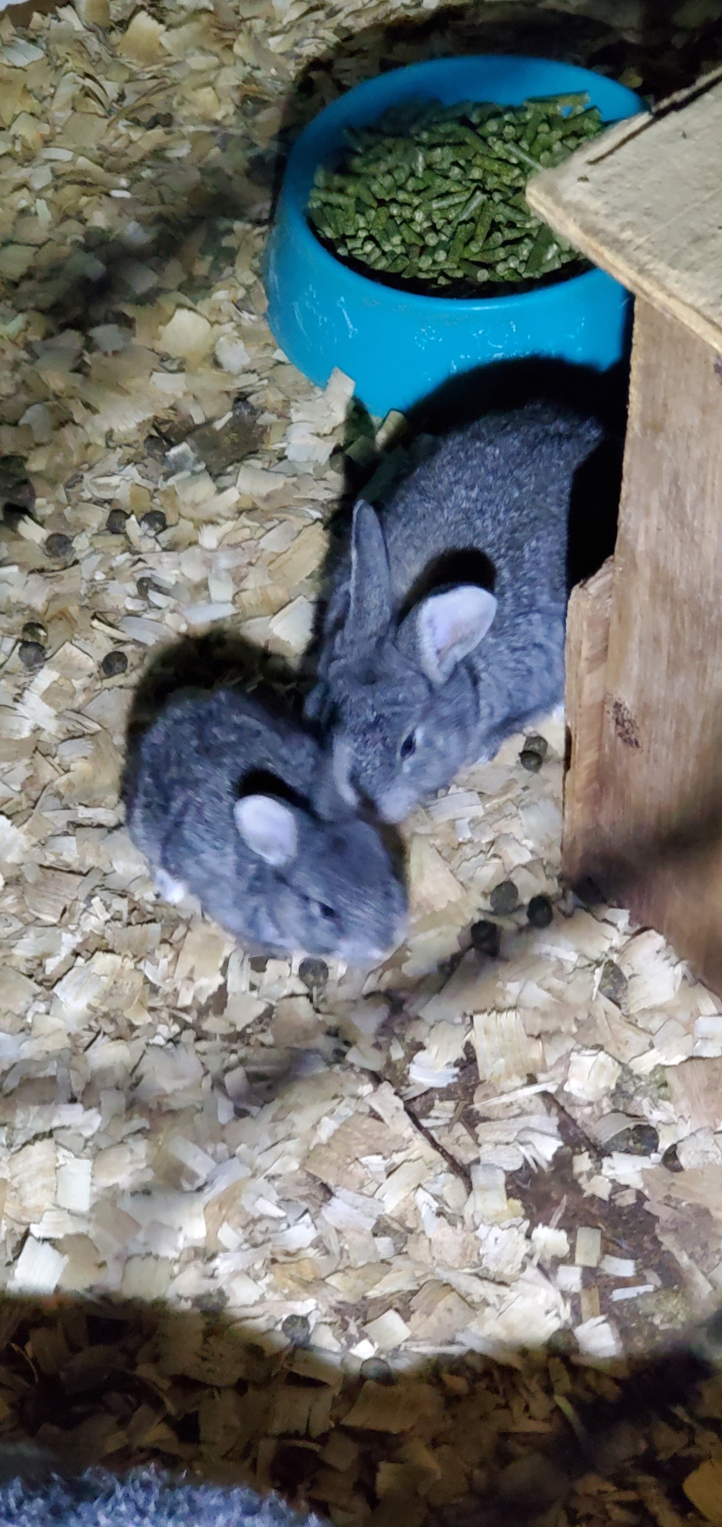 Thats its sister to give you... - Bella Bunnies Giant Rabbits | Facebook