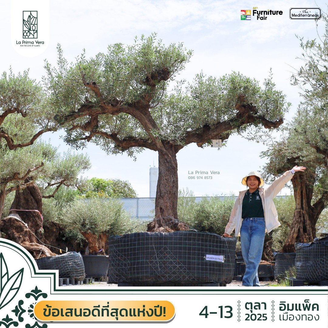 La Prima Vera : ลา พรีมา เวร่า - Olive Tree ต้นโอลีฟ มะกอก นำเข้าจาก ...