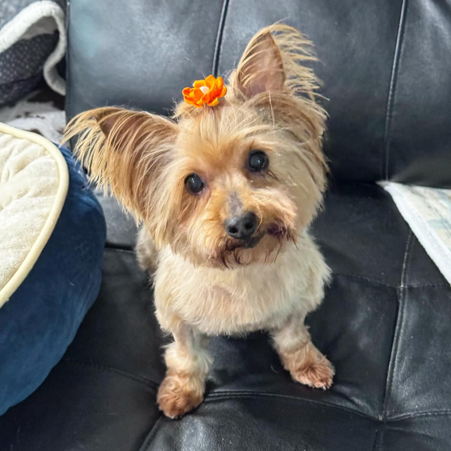 Giselle got groomed and she looks... - Vintage Pet Rescue | Facebook