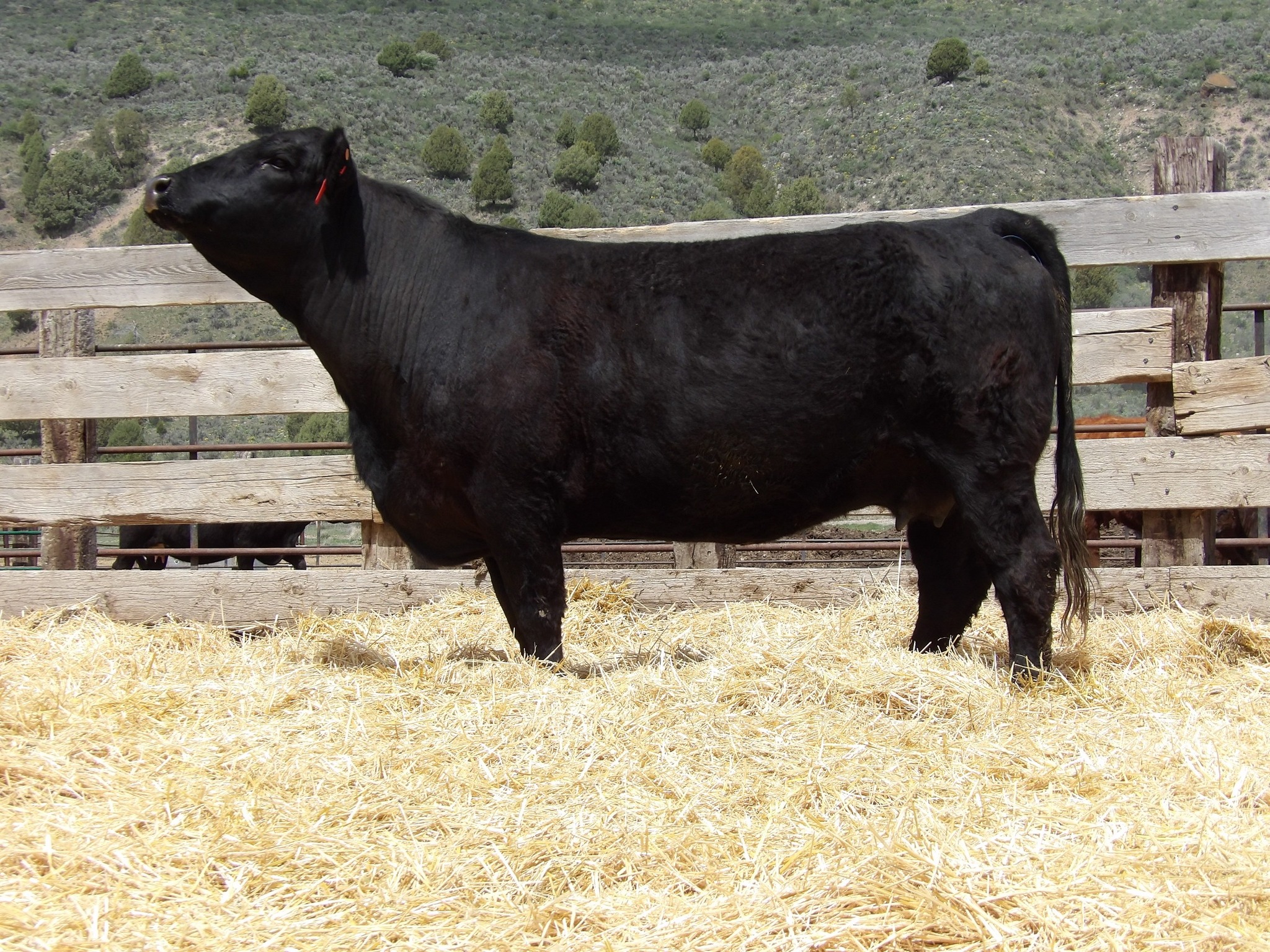 Table Rock Ranch | Ririe ID