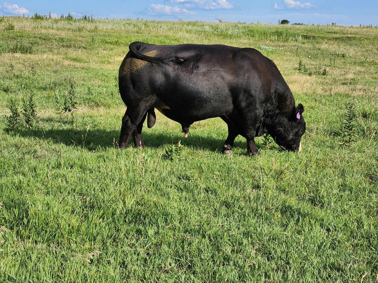 Ohlde Cattle Company: Basic Black Bulls and Angus Cattle Semen | Palmer KS