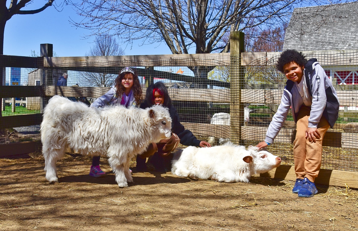 🌟 Exciting News! Our Mini Highland... - Harbes Family Farm | Facebook