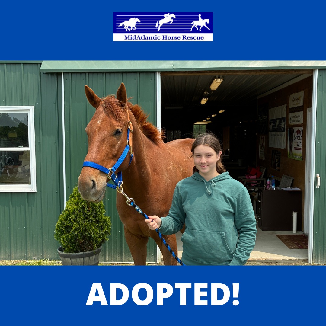 MidAtlantic Horse Rescue - Very happy to get this wonderful #mahrgrad ...