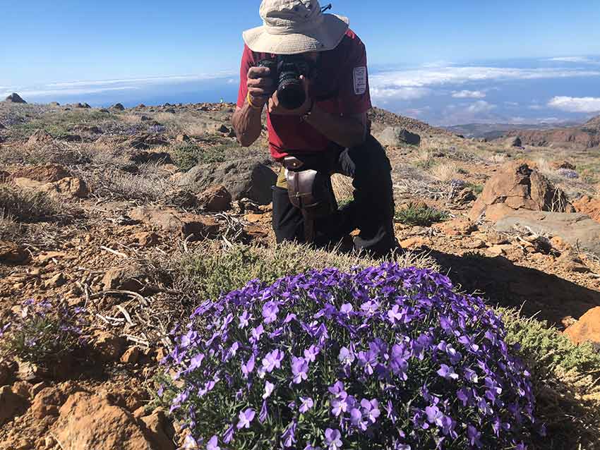 Volcano - ¡DESCUBIERTA OTRA PLANTA EXCLUSIVA DEL PARQUE NACIONAL DEL ...
