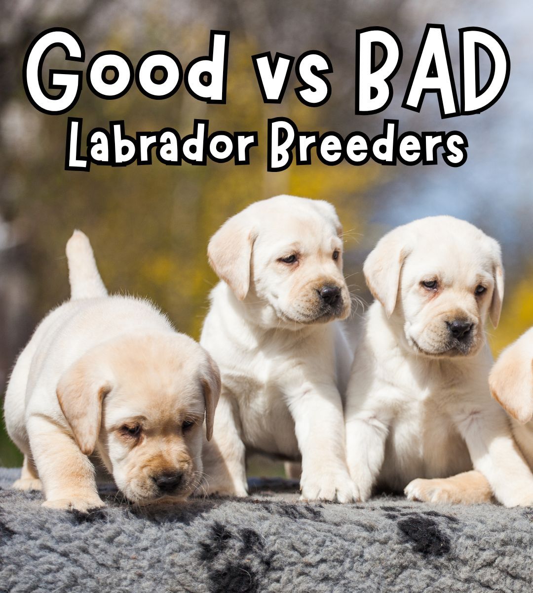 Labrador Retriever breeders are not... - The Labrador Site | Facebook