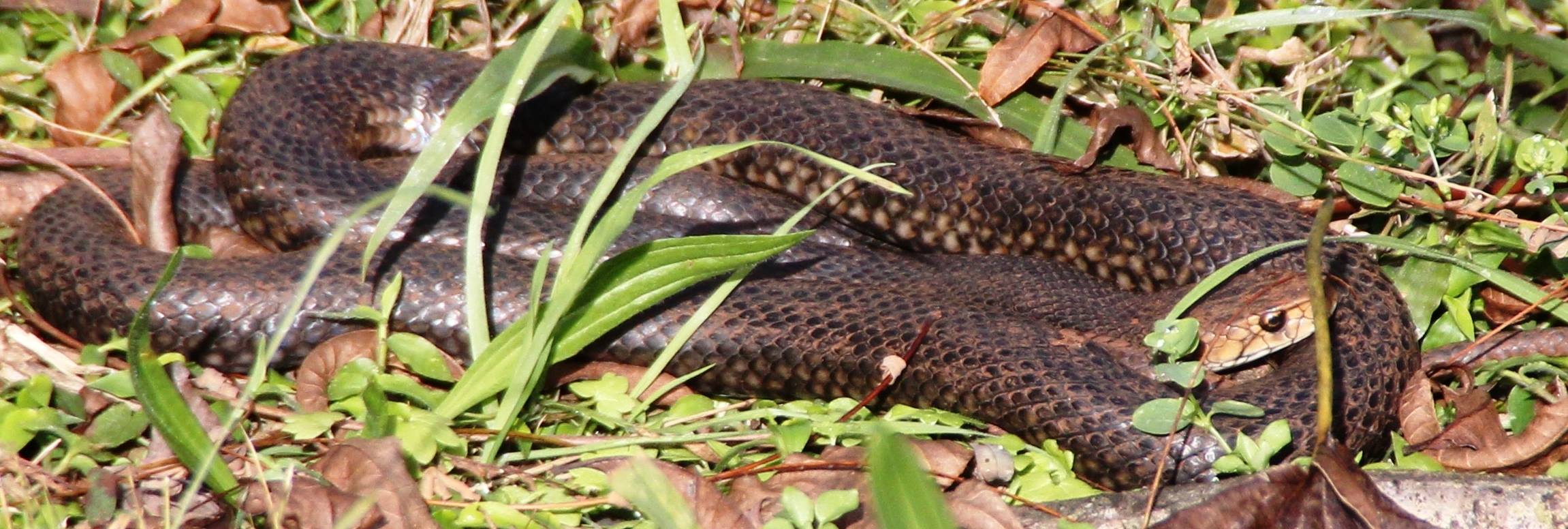 Snakes of the Northern Rivers. Night Tiger in the fuse box, Carpet ...