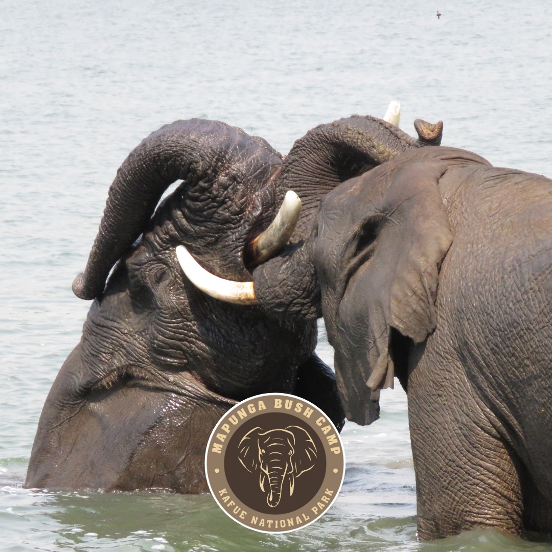 Mapunga Bush Camp