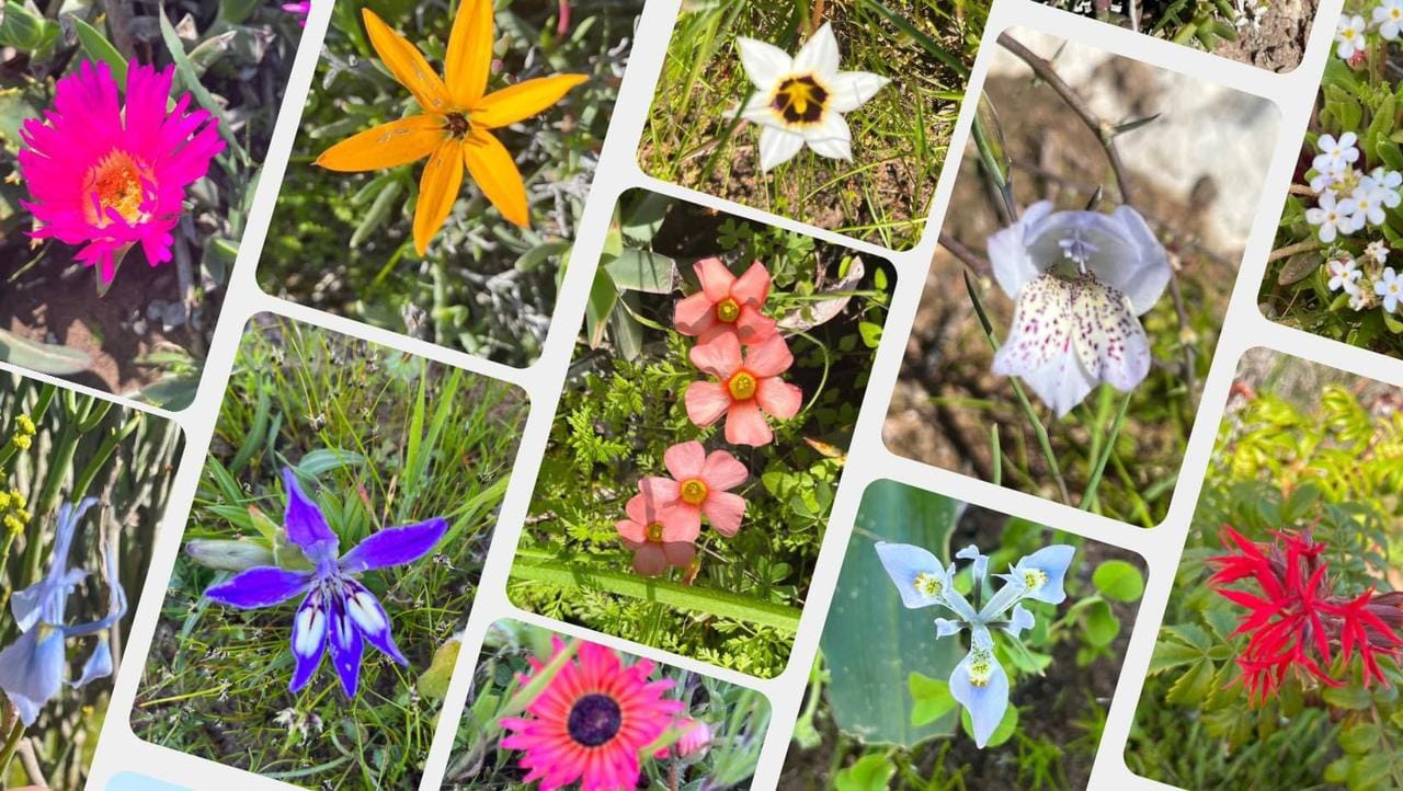 Jacobsbay Bio-Nature Reserve | Saldanha