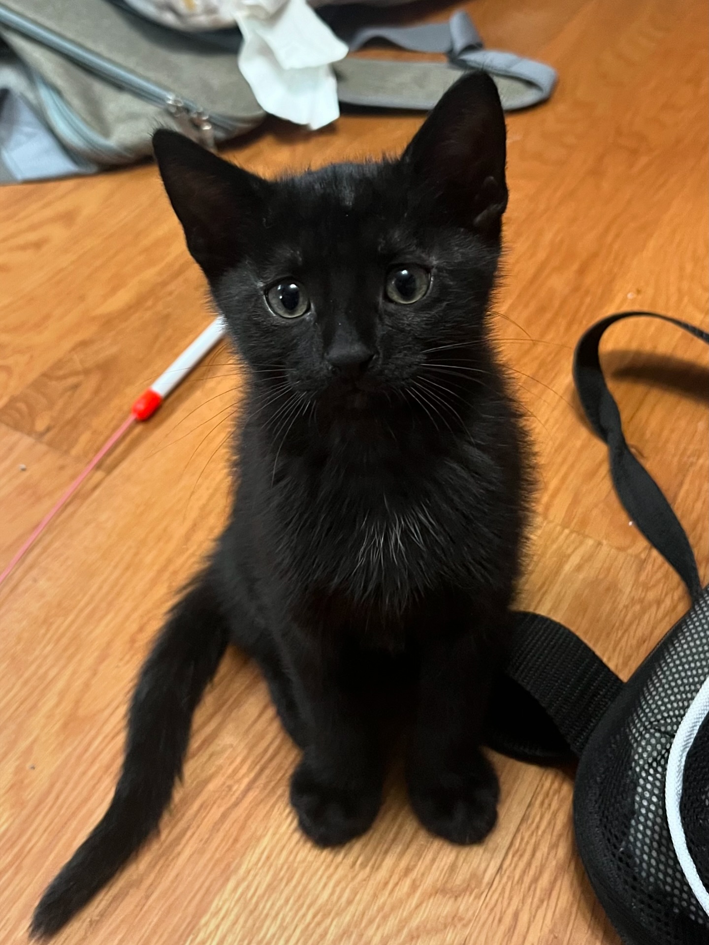Ruby - Violet – The Kitten You’ve Been Waiting For 🐾 Sweet. Playful ...