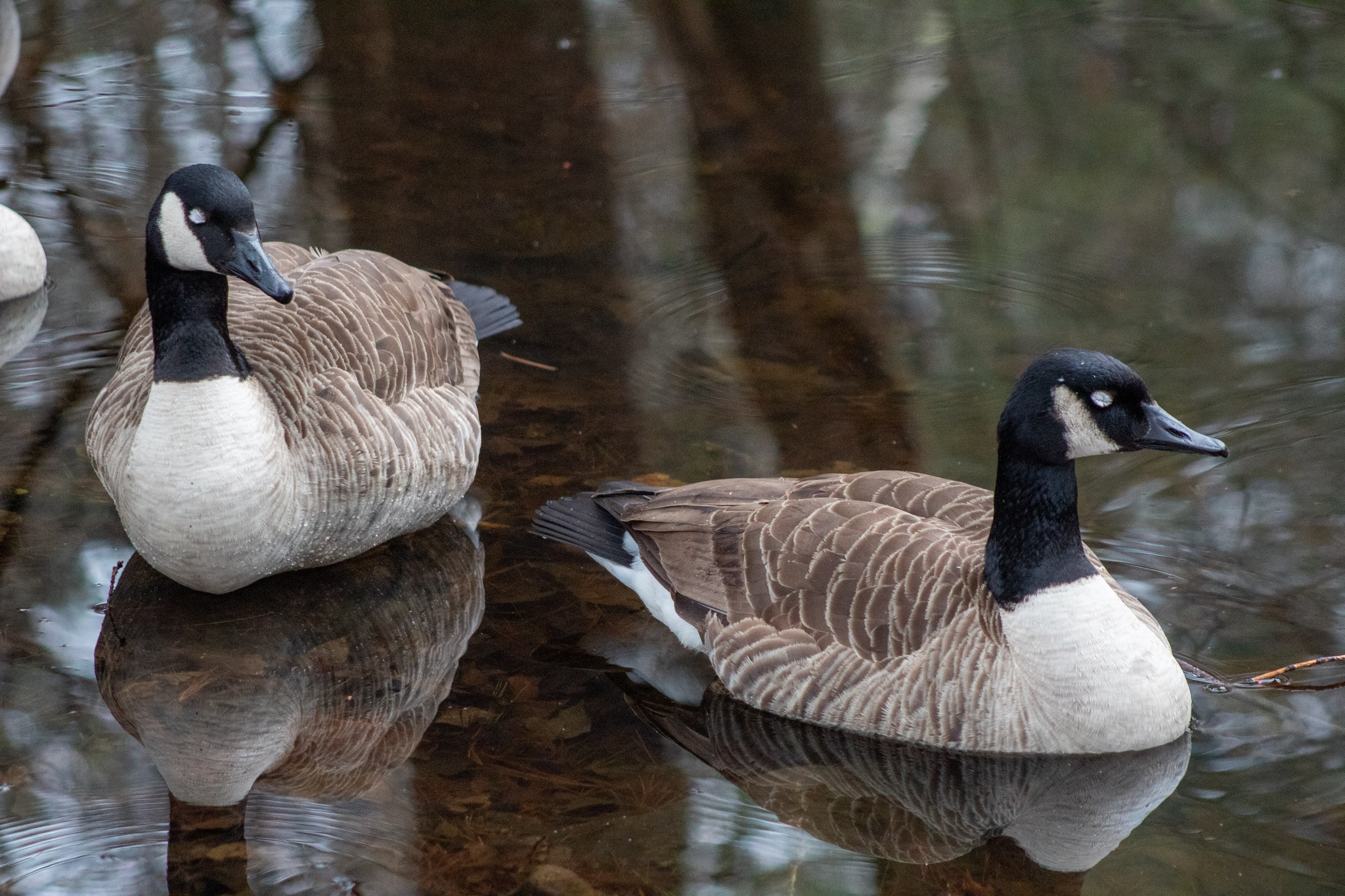 Mass - Signs that your local geese might be possessed: 👻 Just kidding ...