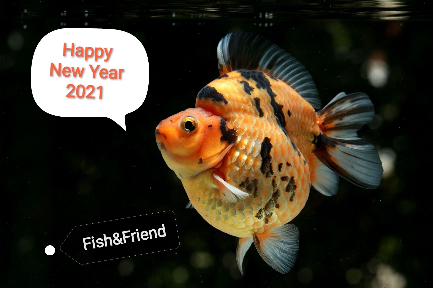 Fish and Friend